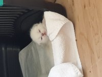 Scottish Fold Yetişkin