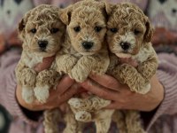 MALTİPOO  YAVRULARIMIZ