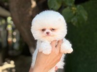 Sağlık Ve Irk Garantili Pomeranian