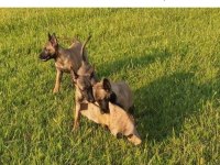 Irk Ve Sağlık Garantili Belçika Kurdu (Malinois) Yavrular