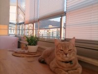 Uysal salep sahibini bekliyor