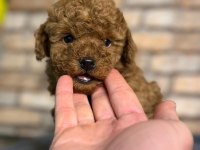 En küçük boy toy poodle yavrularım