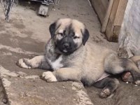 Orjinal safkan kangal yavrular