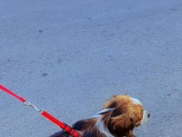 Mardin Kızıltepe pekinez köpeğim