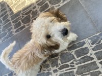 Maltipoo 4 aylık dişi