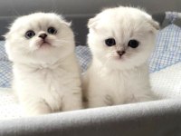 Irk Ve Sağlık Garantili Scottish Fold Yavrular
