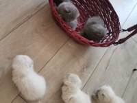 Orijinal British Shorthair Blue Point ve Scottish Straight