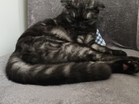 Scottish Fold 6 Aylık