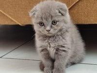1 aylık scottish fold yavrular sahiplendirmek istiyorum