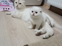 3 British Longhair 1 Shorthair