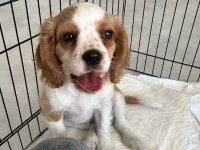 70 günlük cavalier king charles yavru