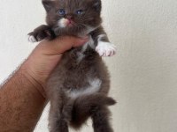 Cinemon bi color british shorthair