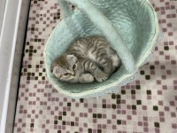 2.5 Aylık scottish fold sahiplendirmek istiyorum