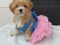 Maltipoo Mini Teacup Yavrularımız
