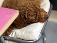 3 aylık poodle