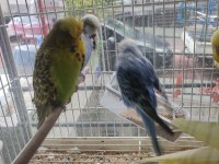 Show Jumbo Kuşlar İlk Gelen Alır
