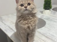 British longhair 6 aylık