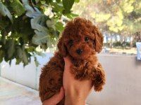 KORE DİŞİ VE ERKEK TOY POODLE YAVRULARIMIZ