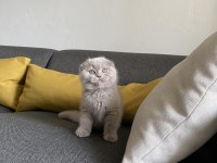 Lilac Scottish fold cinsi yavrumuza aile arıyoruz