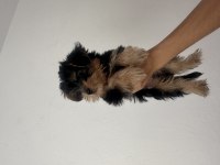 Yorkshire terrier 15 haziran doğumlu