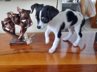 Orijinal ırk chihuahua