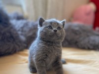A kalite british shorthair yavrular yeni sahiplerini arıyor