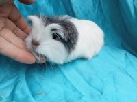Safkan Coronet Ginepig Yavrularımızı Gördünüz Mü?