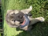 2 aylık bu yakışıklı köpeğimiz yeni yuvasını arıyor
