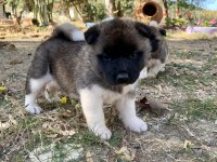 AMERİKAN AKİTA KÖPEĞİ