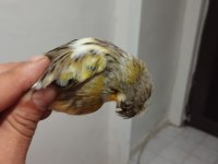 Kanarya