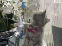 British kedim yeni sahibini arıyor