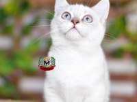 MUNCHKIN CÜCE KEDİ