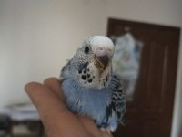 Jumbo yavru muhabbet kuşları