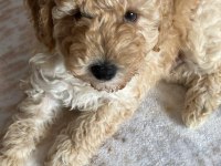 2 aylık poodle herkül