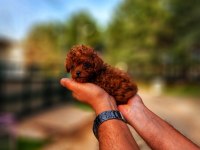 Bir şey yazmaya gerek yok sanırım poodle