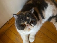 Exotic Shorthair Şeker yuvasını arıyor
