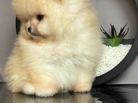 Dişi ve erkek pomeranian