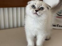 En güzel scottish fold yavrumuzu canlı görün