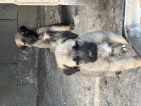 40 günlük sağlıklı yavru köpekler