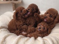 Toy Poodle Köpeği İçin Ulaşın