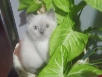 Blue point british shorthair yavrular