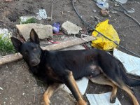 1.5 yaşında safkan malinois siyah köpeğimiz
