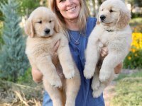 Golden Retriever Yavrular İstenirse Kapınıza Teslim