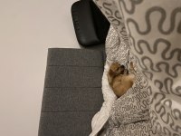 Köpeğimize uygun iyi bir aile arıyoruz uyguna verilecektir