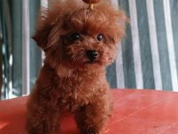 KORE YAVRUSU A KALİTE TEACUP RED BROWN TOY POODLE YAVRULAR