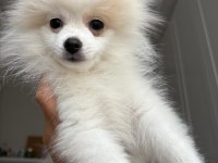 A kalite pomeranian boo