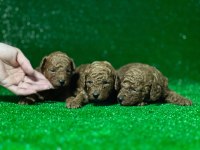 Toy poodle köpekleri