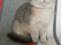 British shorthair dişi yavru