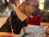 8 aylık dişi french bulldog