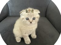Orjinal sağlıklı garantili scottish fold yavrular